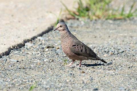Common Ground Dove (Columbina passerina) Cabo Rojo Peninsula, Puerto Rico. Nov 20, 2024 Columbina passerina,Common ground dove,Fall,Geotagged,Puerto Rico