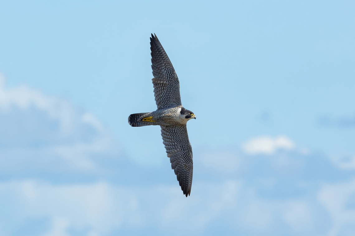 Peregrine falcon (Falco peregrinus) Cabo Rojo Peninsula, Puerto Rico. Nov 20, 2024 Falco peregrinus,Fall,Geotagged,Peregrine falcon,Puerto Rico