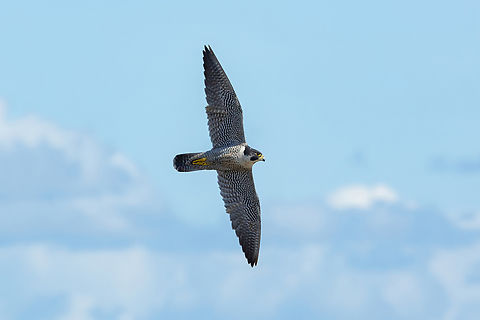 Peregrine falcon (Falco peregrinus) Cabo Rojo Peninsula, Puerto Rico. Nov 20, 2024 Falco peregrinus,Fall,Geotagged,Peregrine falcon,Puerto Rico