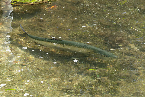 Atlantic Tarpon (Megalops atlanticus) La Parguera, Puerto Rico. Nov 20, 2024 Atlantic tarpon,Fall,Geotagged,Megalops atlanticus,Puerto Rico
