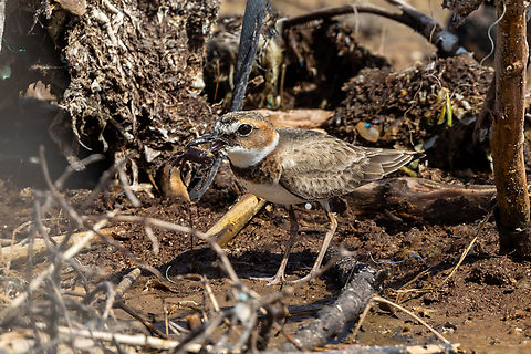 Wilson's Plover (Anarhynchus wilsonia) Cabo Rojo Peninsula, Puerto Rico. Nov 20, 2024 Anarhynchus wilsonia,Fall,Geotagged,Puerto Rico,Wilson's plover,Wilsons plover