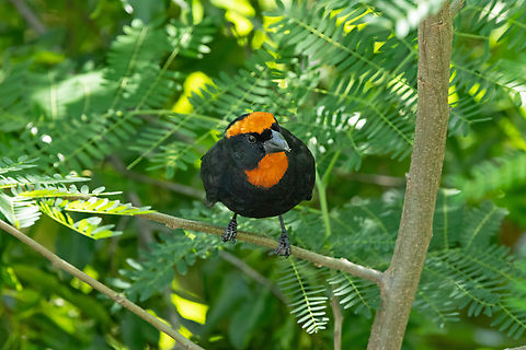 Puerto Rican Bullfinch (Melopyrrha portoricensis) La Parguera, Puerto Rico. Nov 20, 2024 Fall,Geotagged,Melopyrrha portoricensis,Puerto Rican bullfinch,Puerto Rico