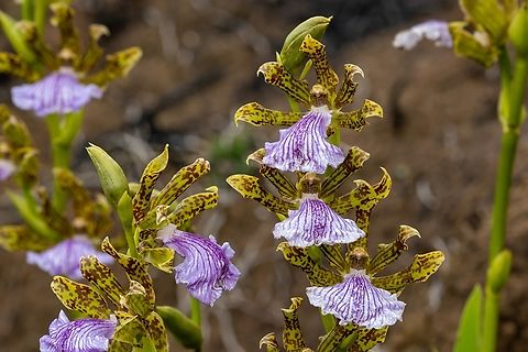 Zygopetalum maculatum