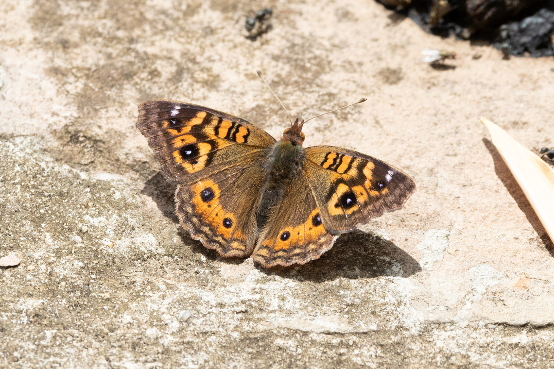 Andean Buckeye (Junonia vestina) Bioreserva Amazilia, Amazonas, Peru. Dec 16, 2024 Andean Buckeye,Geotagged,Junonia vestina,Peru,Spring