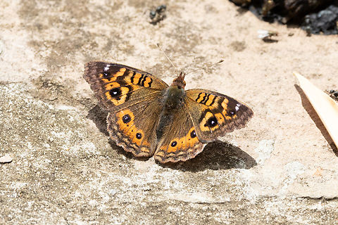 Andean Buckeye