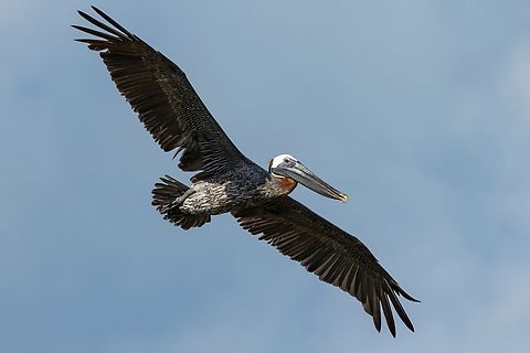 Brown pelican (Pelecanus occidentalis) Culebra, Puerto Rico. Nov 13, 2024 Brown pelican,Fall,Geotagged,Pelecanus occidentalis,Puerto Rico