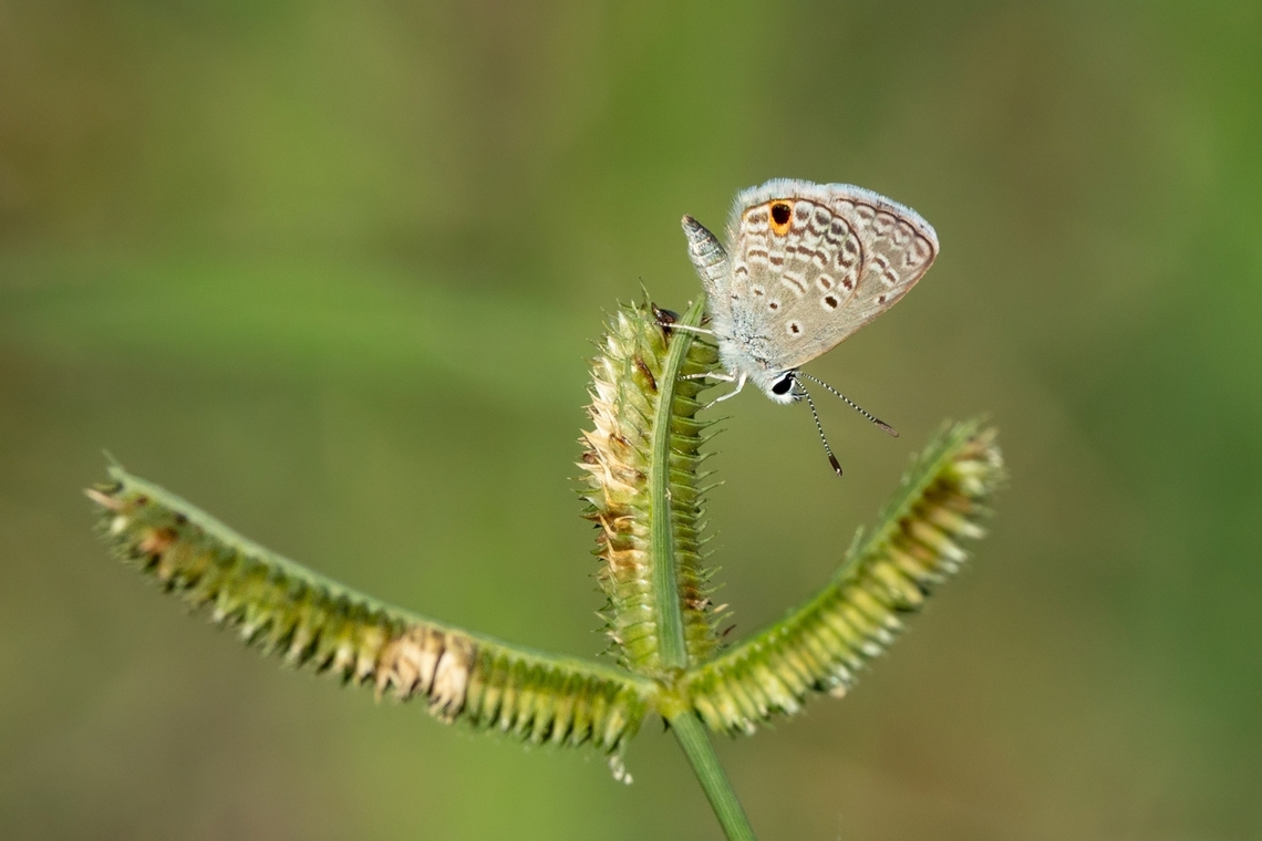 Hanno Blue (Hemiargus hanno) Culebra, Puerto Rico. Nov 13, 2024 Fall,Geotagged,Hemiargus hanno,Puerto Rico