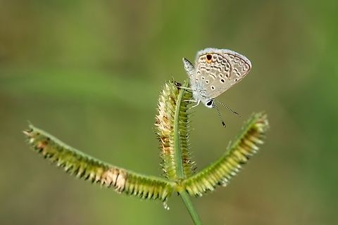 Hanno Blue (Hemiargus hanno) Culebra, Puerto Rico. Nov 13, 2024 Fall,Geotagged,Hemiargus hanno,Puerto Rico