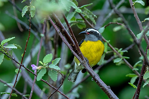 Bananaquit (Coereba flaveola) Culebra, Puerto Rico. Nov 13, 2024 Bananaquit,Coereba flaveola,Fall,Geotagged,Puerto Rico