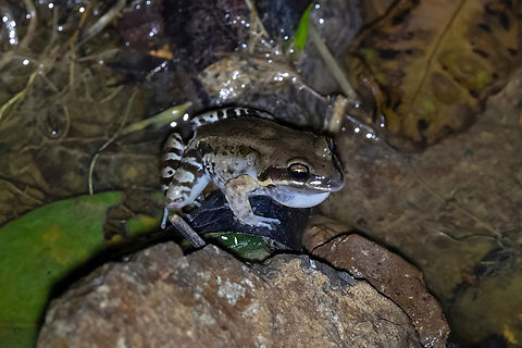 Caribbean White-lipped Frog