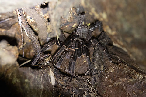 Common Puerto Rican Brown Tarantula
