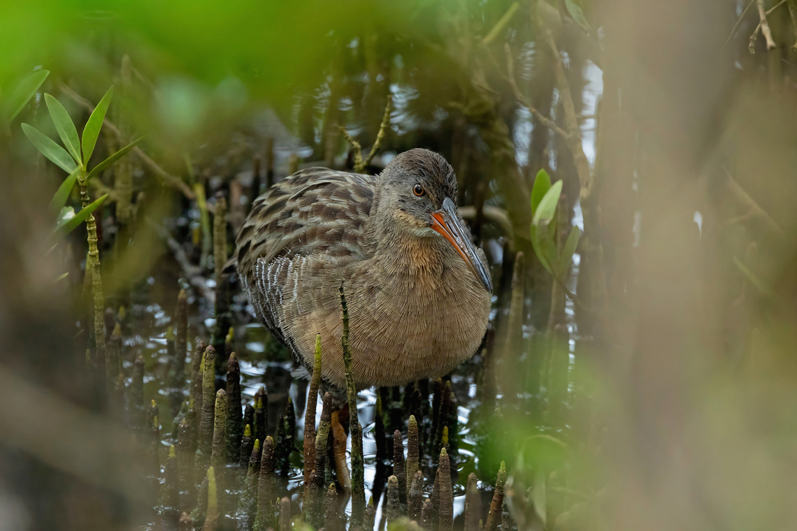 Clapper rail (Rallus crepitans) Isla Culebra, Puerto Rico. Nov 14, 2024 Clapper rail,Fall,Geotagged,Puerto Rico,Rallus crepitans