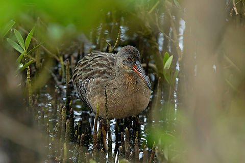 Clapper rail (Rallus crepitans) Isla Culebra, Puerto Rico. Nov 14, 2024 Clapper rail,Fall,Geotagged,Puerto Rico,Rallus crepitans