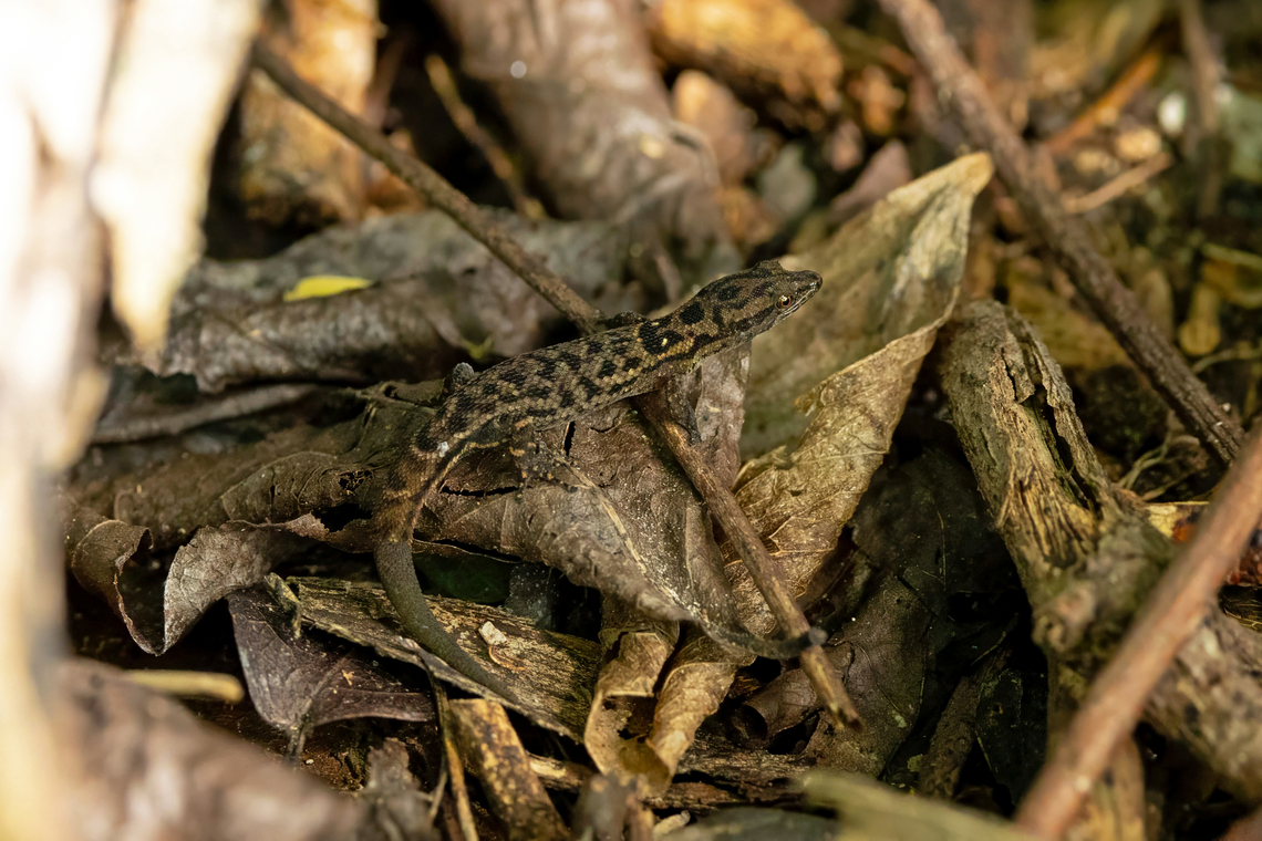 Big-scaled Dwarf Gecko (Sphaerodactylus macrolepis) Isla Culebra, Puerto Rico. Nov 14, 2024 Fall,Geotagged,Puerto Rico,Sphaerodactylus macrolepis