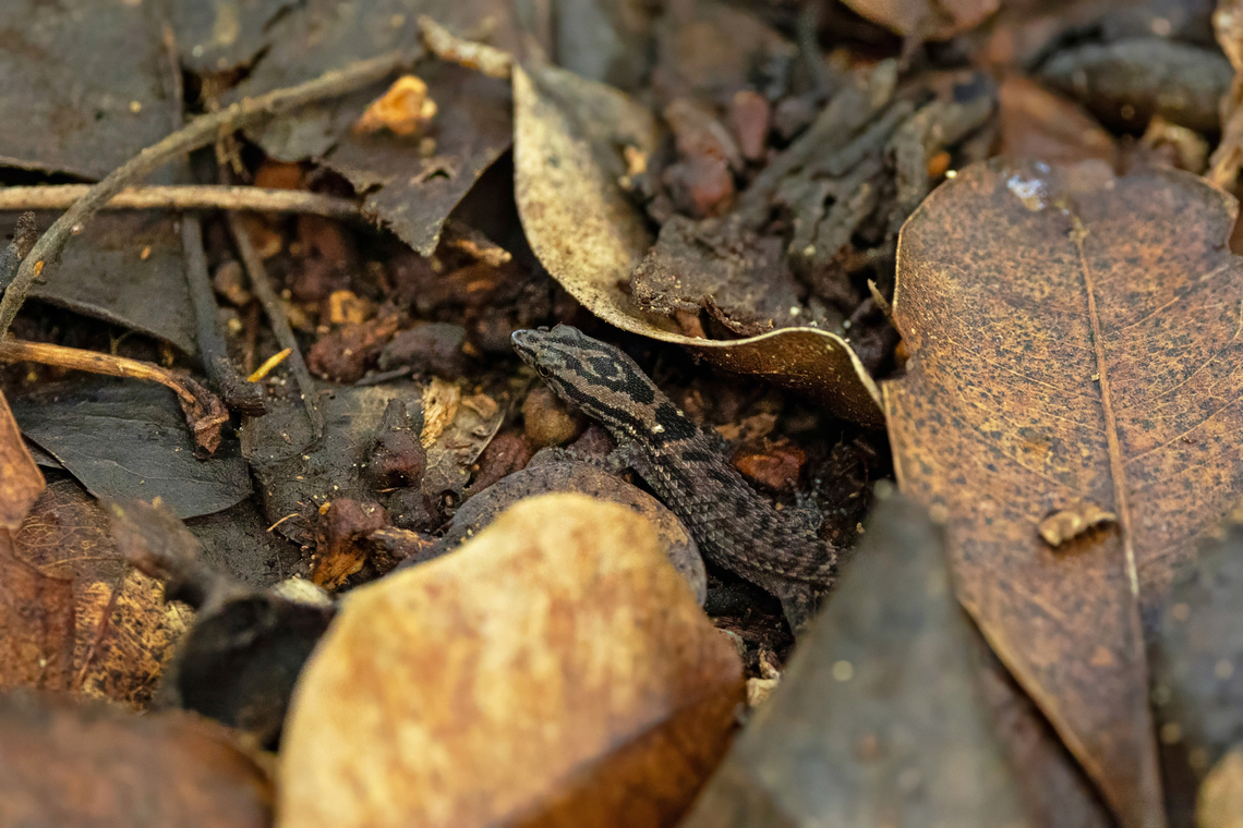 Isla Vieques Dwarf Gecko (Sphaerodactylus inigoi) Isla Culebra, Puerto Rico. Nov 14, 2024 Fall,Geotagged,Puerto Rico,Sphaerodactylus inigoi
