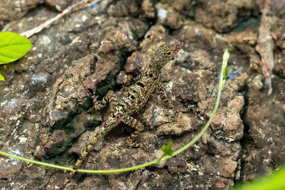 Banded Anole (Anolis stratulus) Isla Culebra, Puerto Rico. Nov 14, 2024 Anolis stratulus,Fall,Geotagged,Puerto Rico