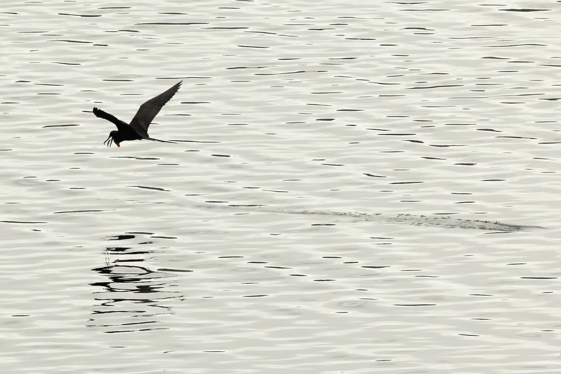 Magnificent Frigatebird (Fregata magnificens) Isla Culebra, Puerto Rico. Nov 14, 2024 Fall,Fregata magnificens,Geotagged,Magnificent Frigatebird,Puerto Rico