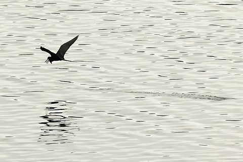Magnificent Frigatebird (Fregata magnificens) Isla Culebra, Puerto Rico. Nov 14, 2024 Fall,Fregata magnificens,Geotagged,Magnificent Frigatebird,Puerto Rico