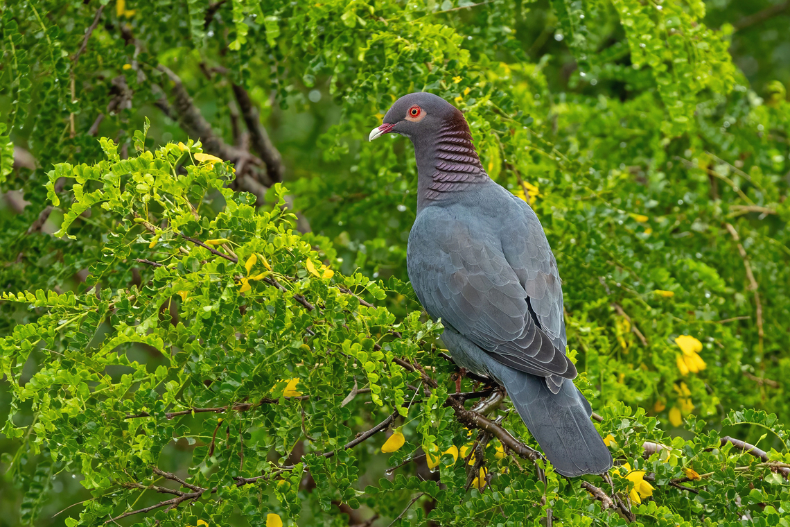 Scaly-naped pigeon (Patagioenas squamosa) Isla Culebra, Puerto Rico. Nov 14, 2024 Fall,Geotagged,Patagioenas squamosa,Puerto Rico,Scaly-naped pigeon