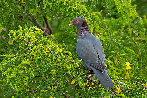 Scaly-naped pigeon (Patagioenas squamosa) Isla Culebra, Puerto Rico. Nov 14, 2024 Fall,Geotagged,Patagioenas squamosa,Puerto Rico,Scaly-naped pigeon