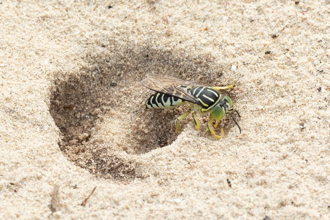 Sand Wasp (Stictia signata) Isla Culebra, Puerto Rico. Nov 15, 2024 Fall,Geotagged,Puerto Rico,Stictia signata