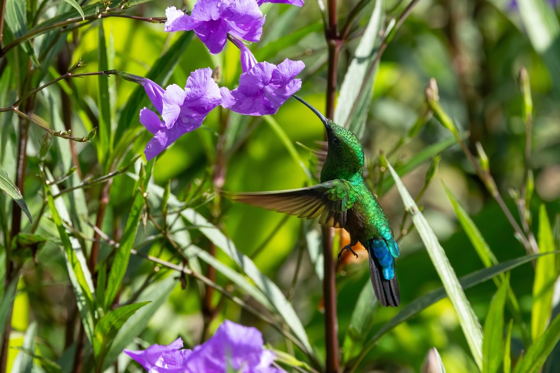 Green-throated carib (Eulampis holosericeus) Isla Culebra, Puerto Rico. Nov 15, 2024 Eulampis holosericeus,Fall,Geotagged,Green-throated carib,Puerto Rico