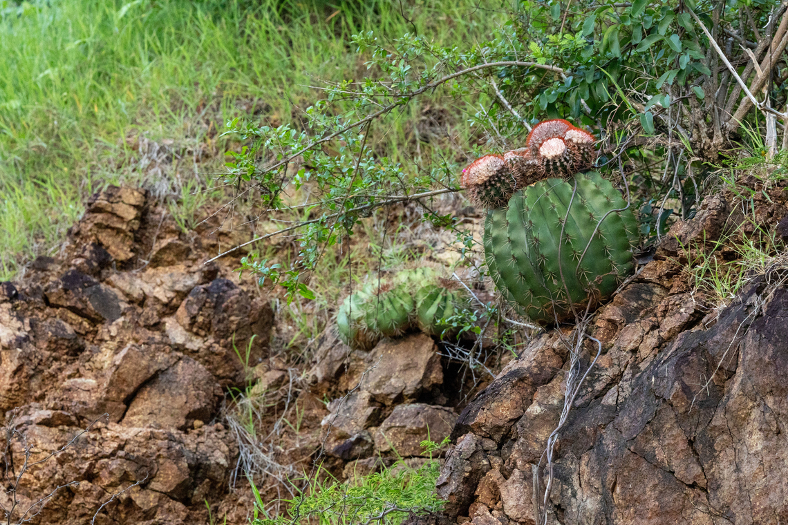 Turk's Cap Cactus (Melocactus intortus) Isla Culebra, Puerto Rico. Nov 15, 2024 Fall,Geotagged,Melocactus intortus,Puerto Rico