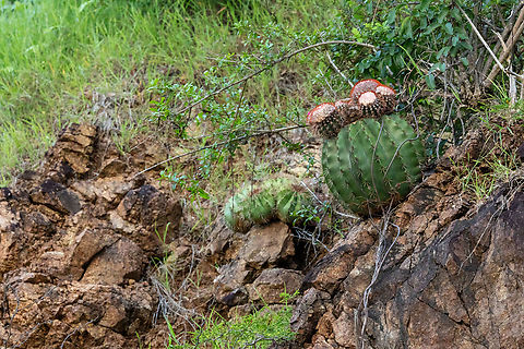 Turk's Cap Cactus (Melocactus intortus) Isla Culebra, Puerto Rico. Nov 15, 2024 Fall,Geotagged,Melocactus intortus,Puerto Rico