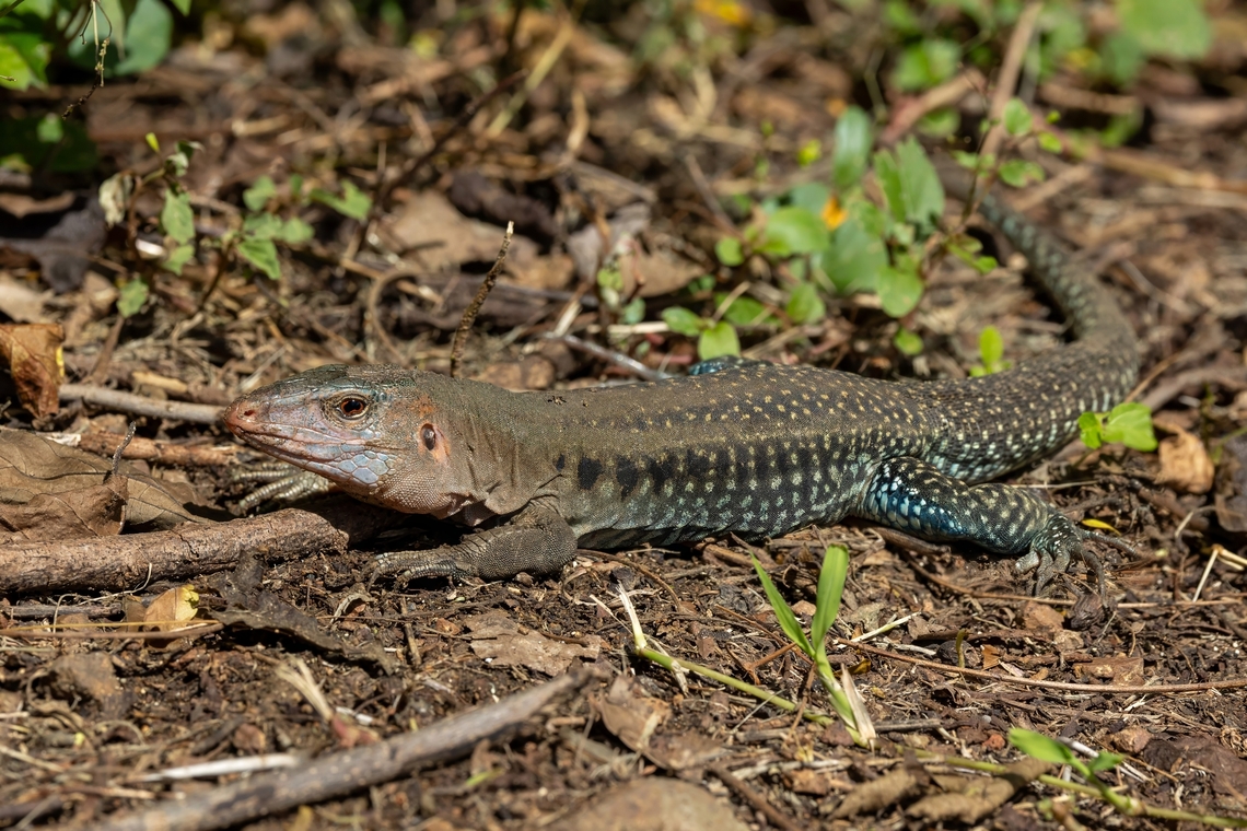 Common Puerto Rican Ameiva (Pholidoscelis exsul) Isla Culebra, Puerto Rico. Nov 15, 2024 Common Puerto Rican ameiva,Fall,Geotagged,Pholidoscelis exsul,Puerto Rico