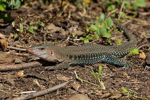 Common Puerto Rican ameiva