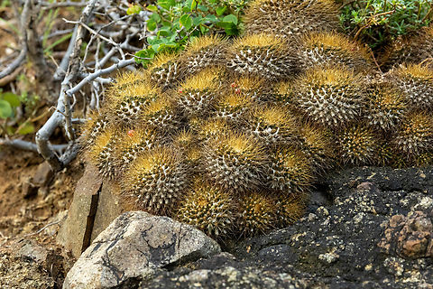 Woolly Nipple Cactus (Mammillaria nivosa) Isla Culebra, Puerto Rico. Nov 15, 2024 Fall,Geotagged,Mammillaria nivosa,Puerto Rico