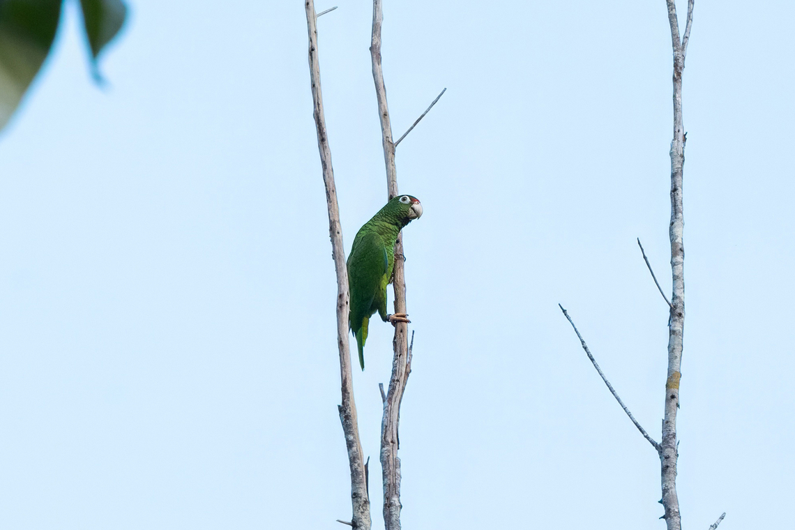 Puerto Rican Parrot (Amazona vittata) Bosque Estatal de rio abajo, Puerto Rico. Nov 16, 2024 Amazona vittata,Fall,Geotagged,Puerto Rican amazon,Puerto Rico