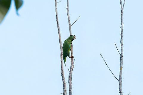 Puerto Rican Parrot (Amazona vittata) Bosque Estatal de rio abajo, Puerto Rico. Nov 16, 2024 Amazona vittata,Fall,Geotagged,Puerto Rican amazon,Puerto Rico