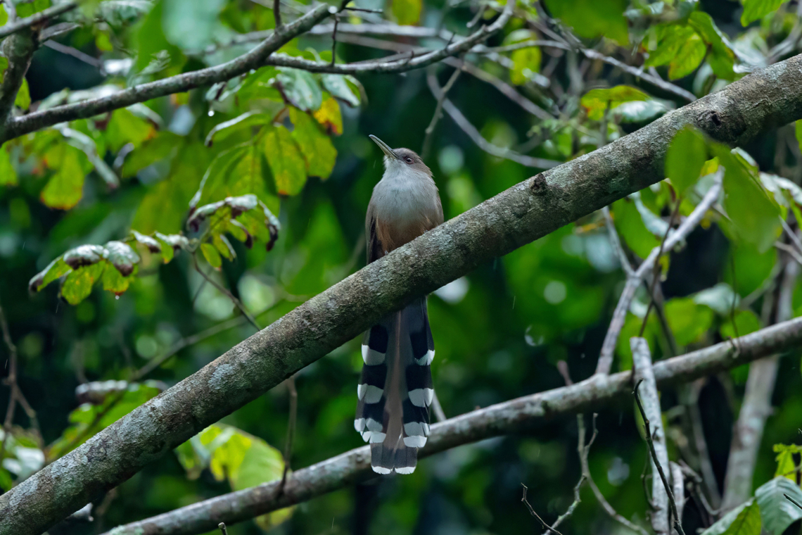Puerto Rican Lizard-Cuckoo (Coccyzus vieilloti) Bosque Estatal de Rio Abajo, Puerto Rico. Nov 17, 2024 Coccyzus vieilloti,Fall,Geotagged,Puerto Rican lizard cuckoo,Puerto Rico