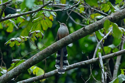 Puerto Rican Lizard-Cuckoo (Coccyzus vieilloti) Bosque Estatal de Rio Abajo, Puerto Rico. Nov 17, 2024 Coccyzus vieilloti,Fall,Geotagged,Puerto Rican lizard cuckoo,Puerto Rico