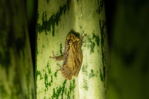 Whistling Coqui (Eleutherodactylus cochranae) Bosque Estatal de Rio Abajo, Puerto Rico. Nov 17, 2024 Eleutherodactylus cochranae,Fall,Geotagged,Puerto Rico,Whistling coqu&iacute;