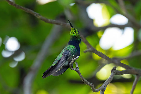 Puerto Rican Mango (Anthracothorax aurulentus) Ponce, Puerto Rico. 19 nov 2024 Anthracothorax aurulentus,Fall,Geotagged,Puerto Rican mango,Puerto Rico