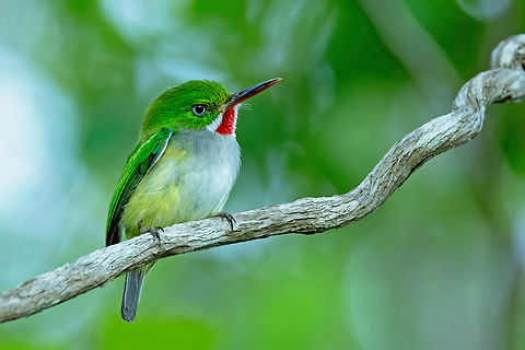 Puerto Rican Tody (Todus mexicanus) Playita Rosada, Puerto Rico. 19 nov 2024 Fall,Geotagged,Puerto Rican tody,Puerto Rico,Todus mexicanus