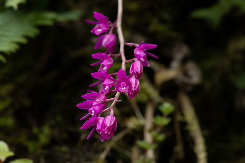 Epidendrum diommoides Cerro Tilla, Amazonas, Peru. Jan 18, 2025 Epidendrum diommoides,Epidendrum_diommoides,Geotagged,Peru,Summer
