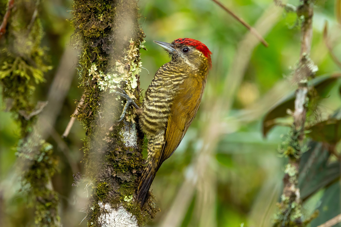 Bar-bellied woodpecker (Dryobates nigriceps) Abra Tilla, Amazonas, Peru. Jan 18, 2025 Bar-bellied woodpecker,Geotagged,Peru,Summer,Veniliornis nigriceps
