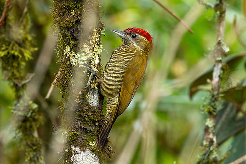 Bar-bellied woodpecker (Dryobates nigriceps) Abra Tilla, Amazonas, Peru. Jan 18, 2025 Bar-bellied woodpecker,Geotagged,Peru,Summer,Veniliornis nigriceps