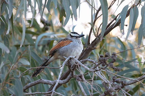 Black-crowned tchagra (Tchagra senegalus) PN Souss-Massa, Morocco. Feb 16, 2025 Black-crowned tchagra,Geotagged,Morocco,Tchagra senegalus,Winter
