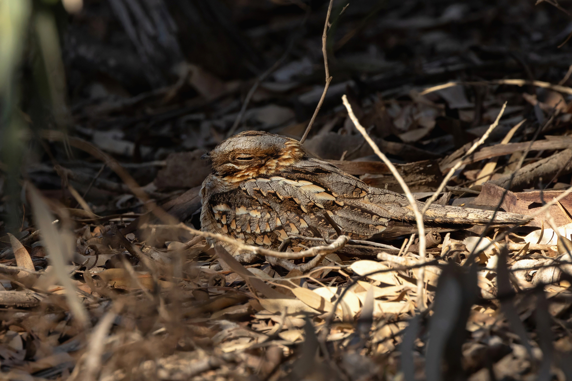 Red-necked nightjar (Caprimulgus ruficollis) PN Souss-Massa, Morocco. Feb 16, 2025 Caprimulgus ruficollis,Geotagged,Morocco,Red-necked nightjar,Winter