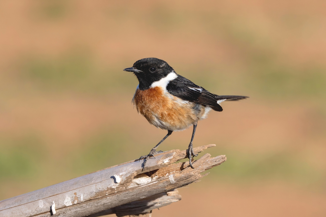 European Stonechat (Saxicola rubicola) PN Souss-Massa, Morocco. Feb 16, 2025 European Stonechat,Geotagged,Morocco,Saxicola rubicola,Winter