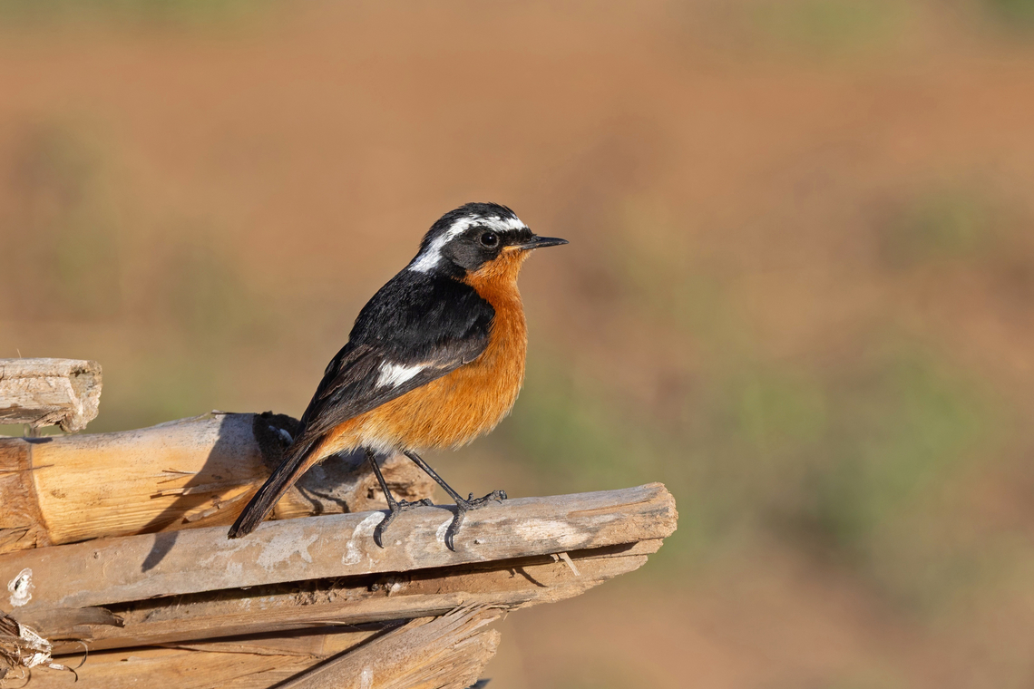 Moussier's redstart (Phoenicurus moussieri) PN Souss-Massa, Morocco. Feb 16, 2025 Geotagged,Morocco,Moussiers redstart,Phoenicurus moussieri,Winter