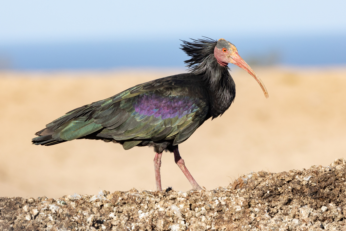 Northern Bald Ibis (Geronticus eremita) PN Souss-Massa, Morocco. Feb 16, 2025 Geotagged,Geronticus eremita,Morocco,Northern Bald Ibis,Winter