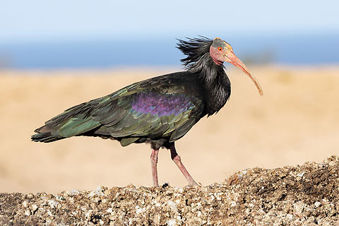 Northern Bald Ibis (Geronticus eremita) PN Souss-Massa, Morocco. Feb 16, 2025 Geotagged,Geronticus eremita,Morocco,Northern Bald Ibis,Winter