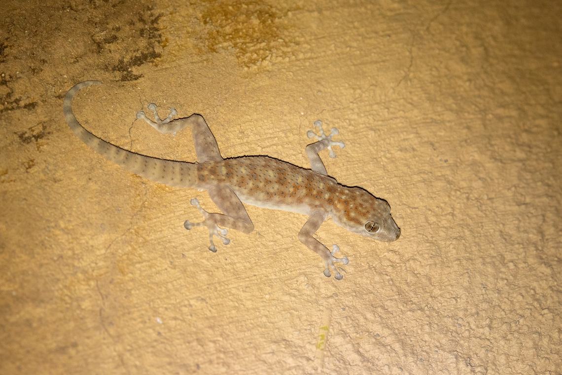 Algerian Fan-fingered Gecko (Ptyodactylus oudrii) Finnt Oasis, Morocco. Feb 17, 2025 Geotagged,Morocco,Oudri's fan-footed gecko,Ptyodactylus oudrii,Winter