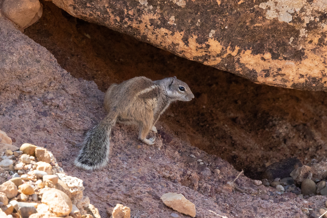 Barbary Ground Squirrel (Atlantoxerus getulus) Tamedakhte, Morocco. Feb 17, 2015 Atlantoxerus getulus,Barbary ground squirrel,Geotagged,Morocco,Winter