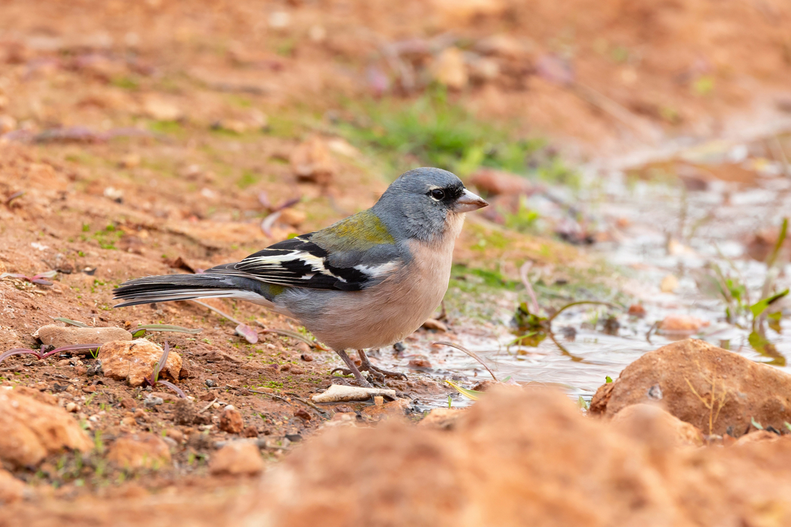 African chaffinch (Fringilla spodiogenys) Targante, Morocco. Feb 15, 2025 African chaffinch,Fringilla spodiogenys,Geotagged,Morocco,Winter
